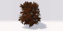 Anti Valentine Maple Tree - Bitter Edition