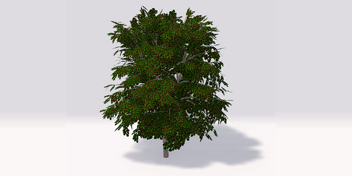 Anti Valentine Maple Tree - Toxic Edition