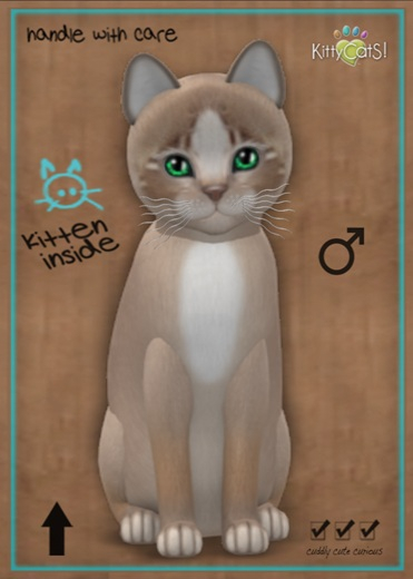 KittyCatS Box - MegaPuss