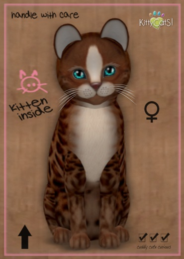 MEGAPUSS: KittyCatS Box - Genesis - Ginger - MegaPuss