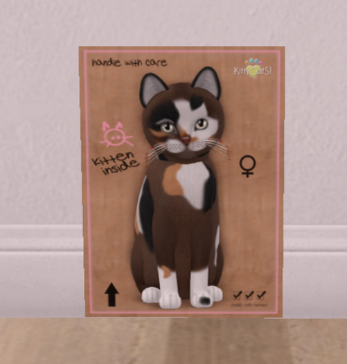 KittyCatS Box - New Born Kitten