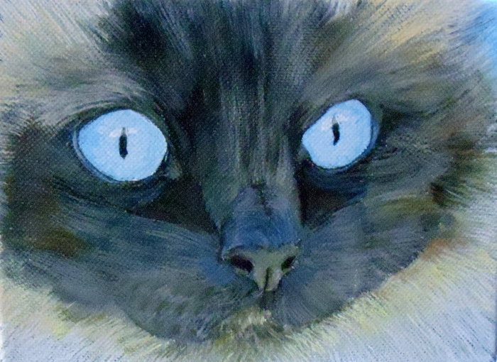 Kismet the Ragdoll Cat