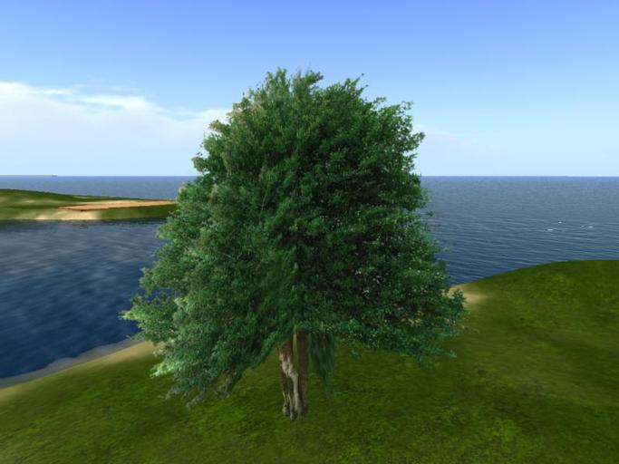 Arkads 1 Prim American Holly