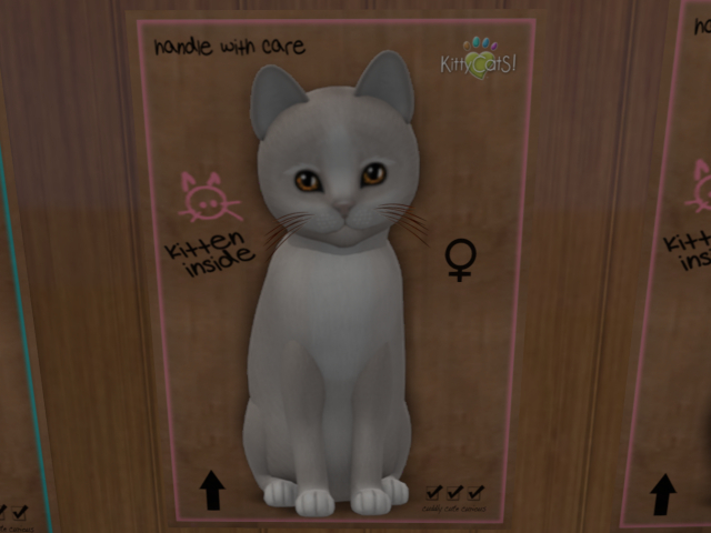 KittyCatS Box - New Born Kitten