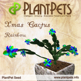 PlantPet Seed [Xmas Cactus *Rainbow*] RARE ELITE! ~Year of Release 2010~ 