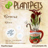 PlantPet Seed [Crocus *Choco*] SEASONAL ELITE