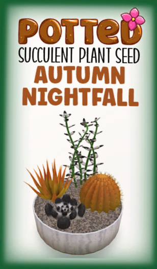 Potted: Succulent Seed: Autumn Nightfall