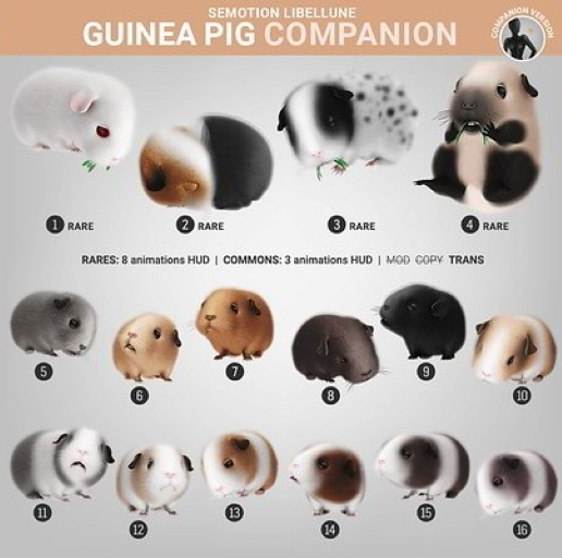 SEmotion Libellune Guinea Pig Companion RARE 03