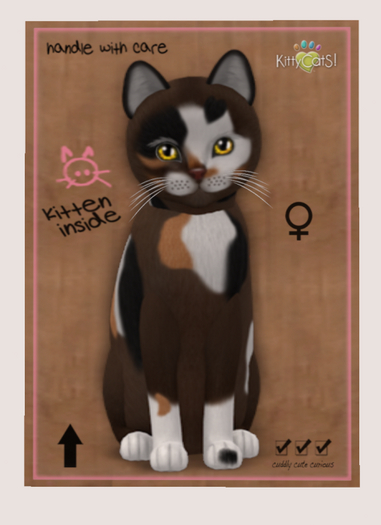 KittyCatS Box - New Born Kitten