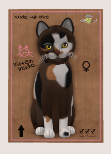 KittyCatS Box - New Born Kitten