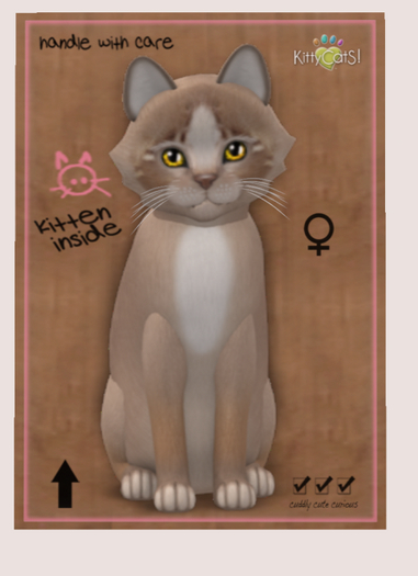 KittyCatS Box - New Born Kitten