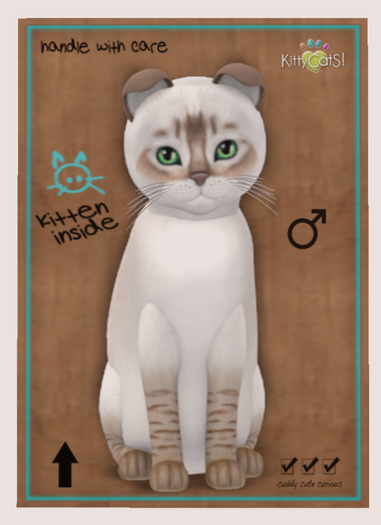 KittyCatS Box - New Born Kitten