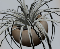 POTTED: Breedable THE GREEN GAZETTE Beautiful Spider Plant Seed