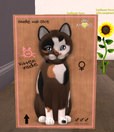 KittyCatS Box - New Born Kitten