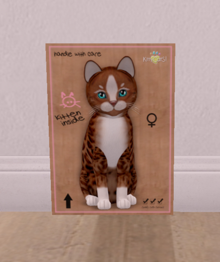 KittyCatS Box - New Born Kitten