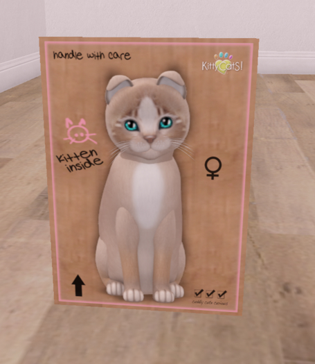 KittyCatS Box - New Born Kitten