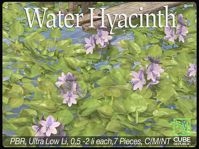 *Lazy Sunday* PBR  Water Hyacinth, Pond, Rriver, Lake, Aquatic Planting, Large Coverage