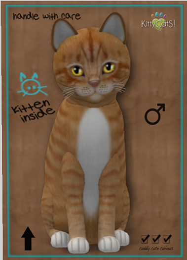 KittyCatS Box - New Born Kitten