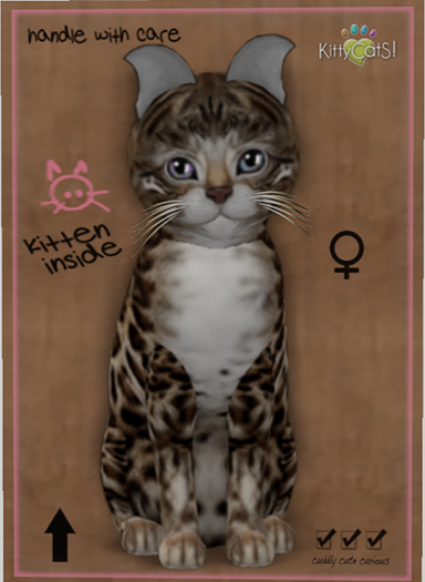 KittyCatS Box - New Born Kitten