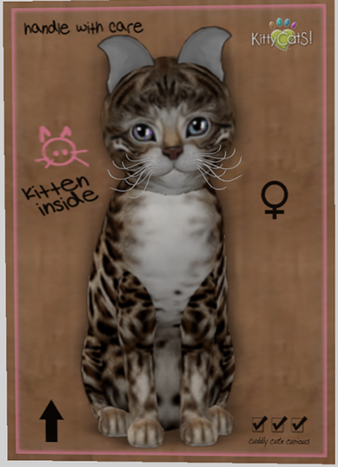 KittyCatS Box - New Born Kitten