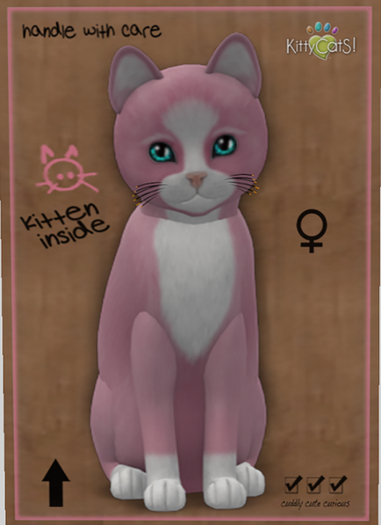 KittyCatS Box - New Born Kitten