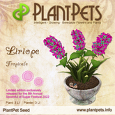 PlantPet Seed [Liriope *Tropicale*] LIMITED EDITION