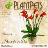 PlantPet Seed [Masdevallia *Flamora*] Rare Elite