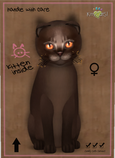 KittyCatS Box - New Born Kitten