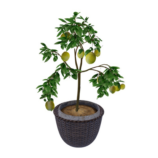 10. CONCEPT. SOLEIL LEMON TREE