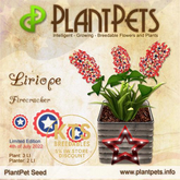 PlantPet Seed [Liriope *Firecracker*] LIMITED EDITION! 4th of July 2022