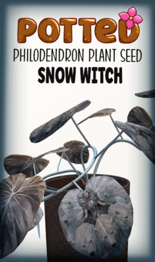 Potted: Philodendron Seed: Snow Witch