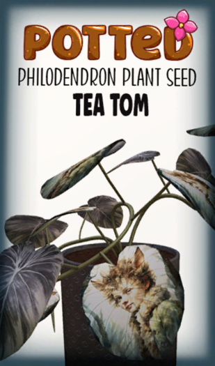 Potted: Philodendron Seed: Tea Tom