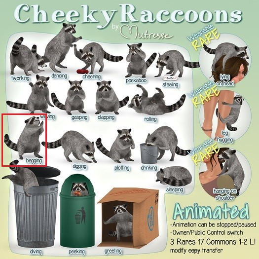 10 Mutresse-Cheeky Raccoons-Begging