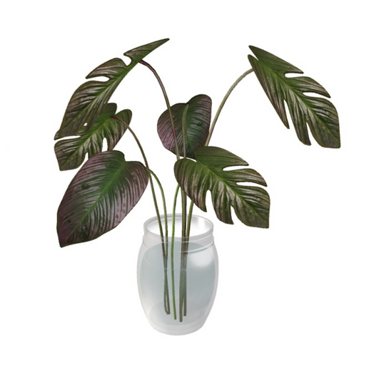 ionic : Monstera deliciosa