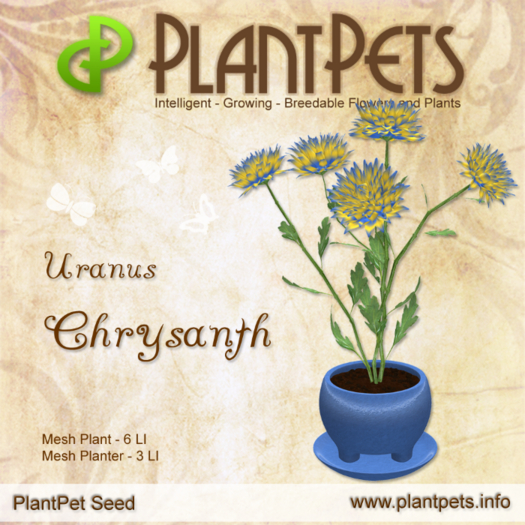 PlantPet Seed [Chrysanth *Uranus*] RARE