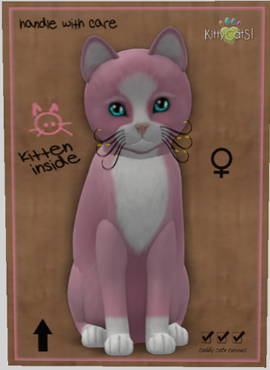 KittyCatS Box - New Born Kitten