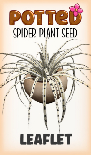 Potted: Spider Seed: Leaflet