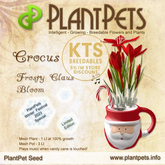 PlantPet Seed [Crocus *Frosty Claus Bloom*] LIMITED EDITION