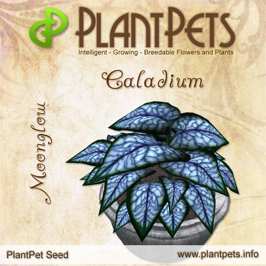 PlantPet Caladium *Moonglow*