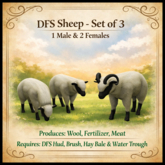 DFS Sheep - Set of 3 - 1M / 2F - 0 Days - ACTUAL ITEM