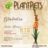 PlantPet Seed [Gladiolus *Solar Flame*] LIMITED EDITION! ~ Dedicated to Winter Solstice 2024 ~ 