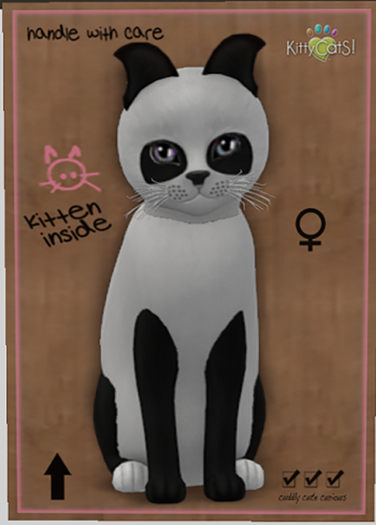 KittyCatS Box - New Born Kitten