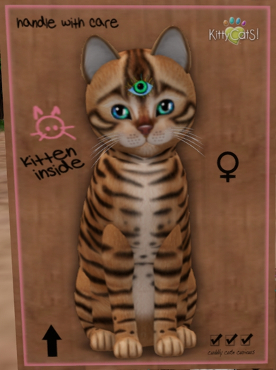 KittyCatS Box - New Born Kitten   1139