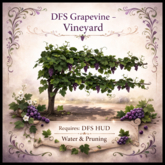 DFS Grapevine - Vineyard - ACTUAL ITEM