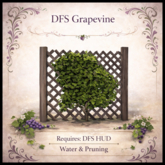 DFS Grapevine - ACTUAL ITEM