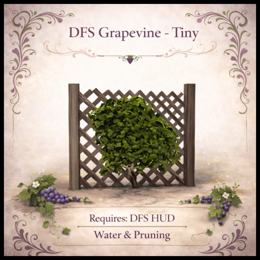 DFS Grapevine - Tiny - ACTUAL ITEM