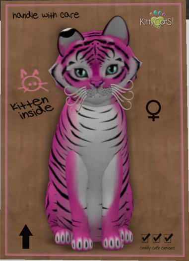 KittyCatS Box - New Born Kitten
