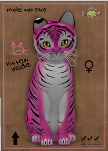 KittyCatS Box - New Born Kitten