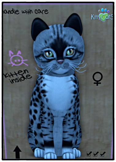 KittyCatS Box - Genesis - Bandit II female♀