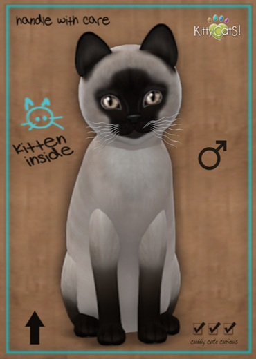 MEGAPUSS: KittyCatS Box - Siamese - Seal - MegaPuss